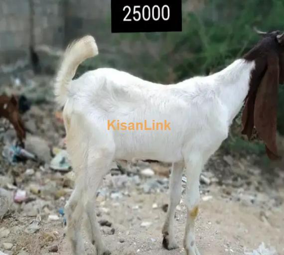 Goat for Sale