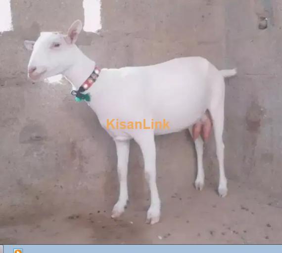 Goat for Sale