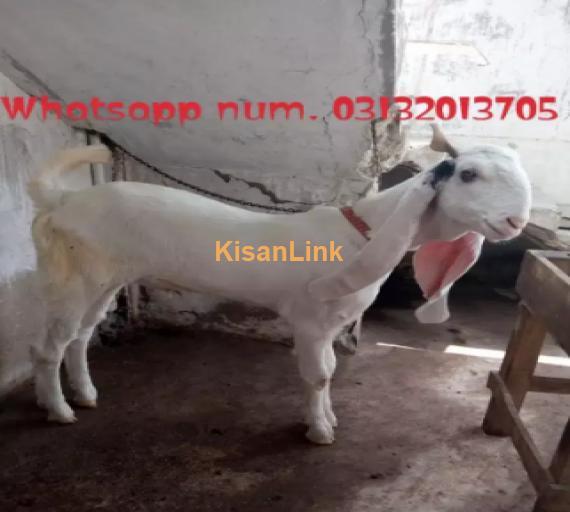 Goat for Sale