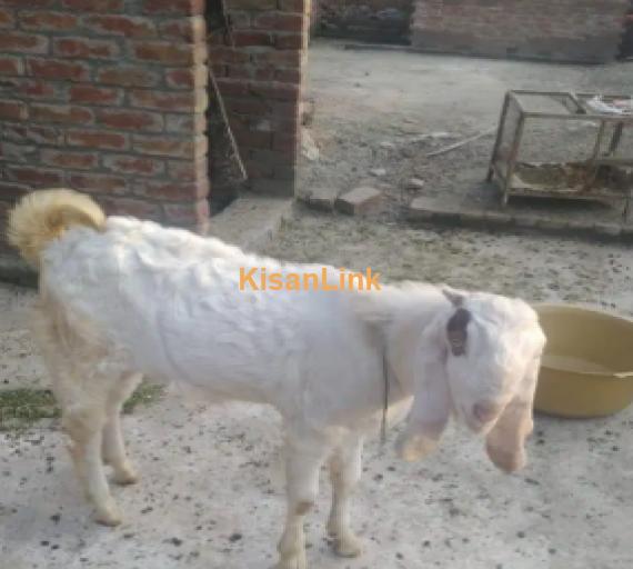 Goat for Sale