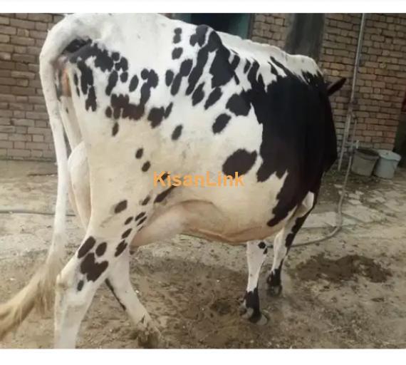 Cow For Sale