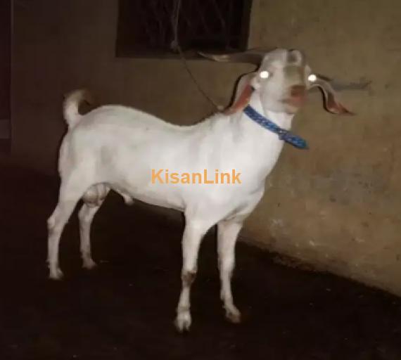 Goat for Sale