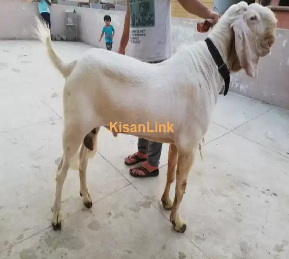 Goat for Sale