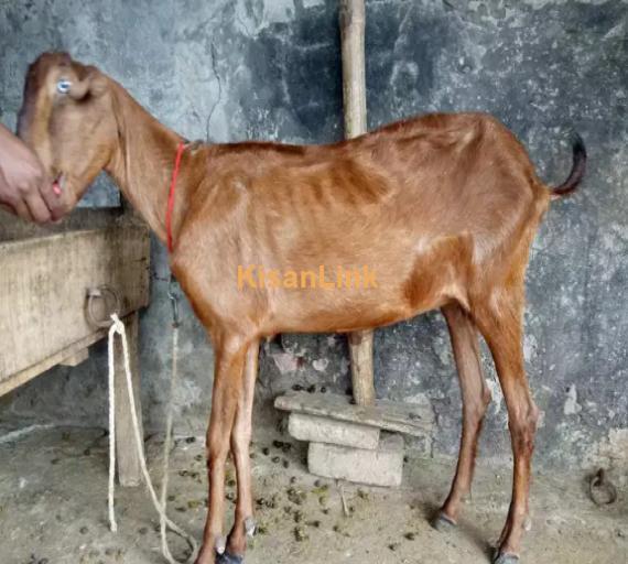 Goat for Sale