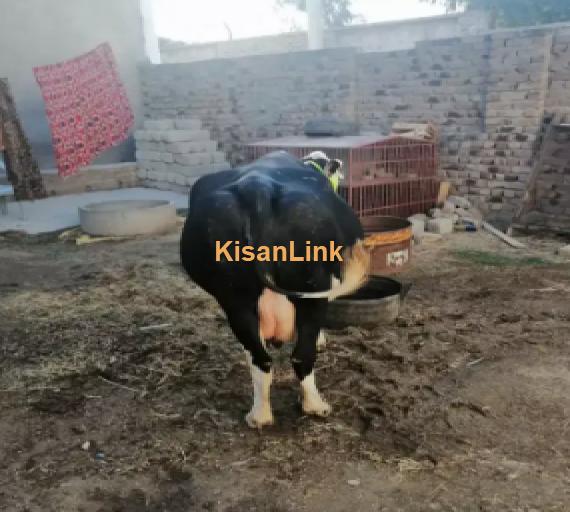 Cow For Sale