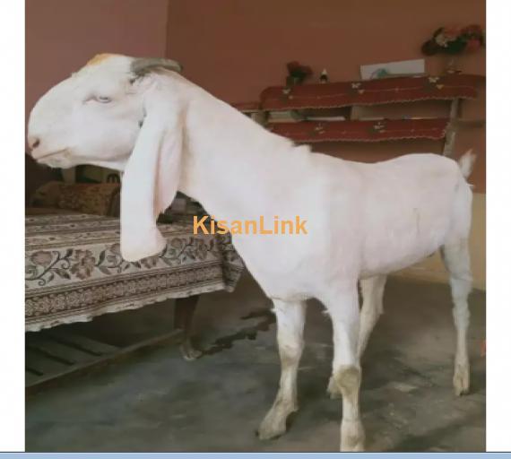 Goat for Sale