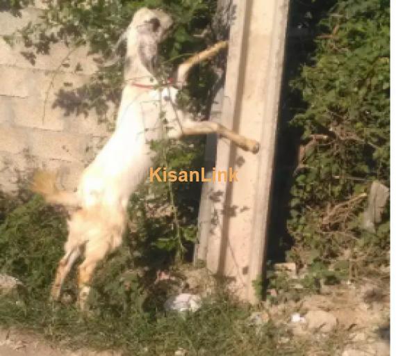 Goat for Sale