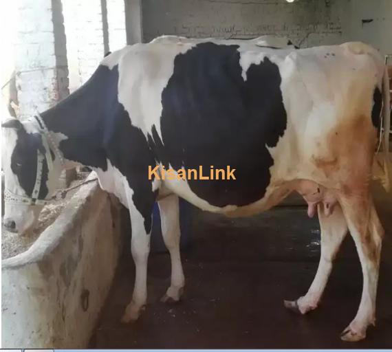 Cow For Sale