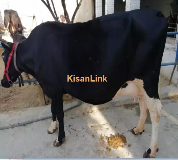 Cow For Sale