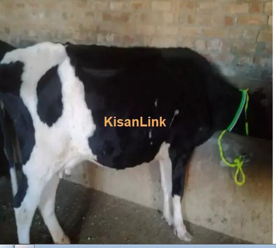 Cow For Sale