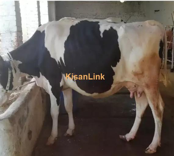 Cow For Sale