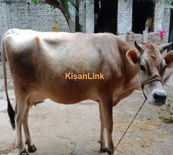 Cow For Sale