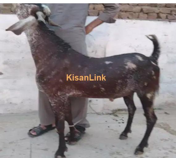 Goat for Sale