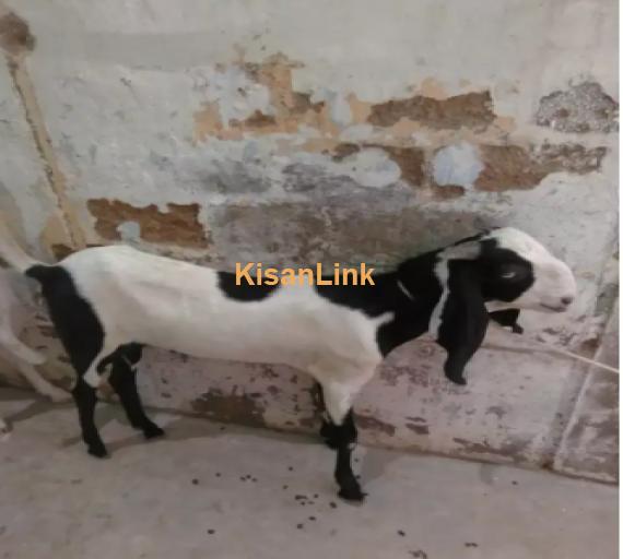 Goat for Sale