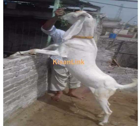 Goat for Sale