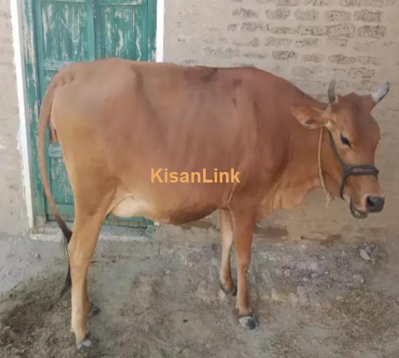 Cow For Sale