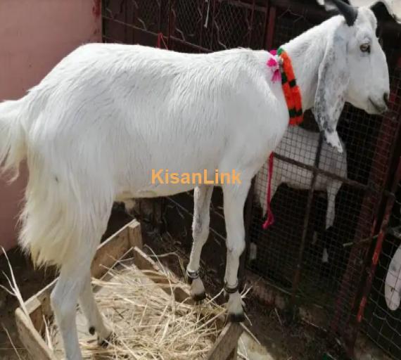 Goat for Sale