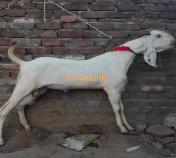 Goat for Sale