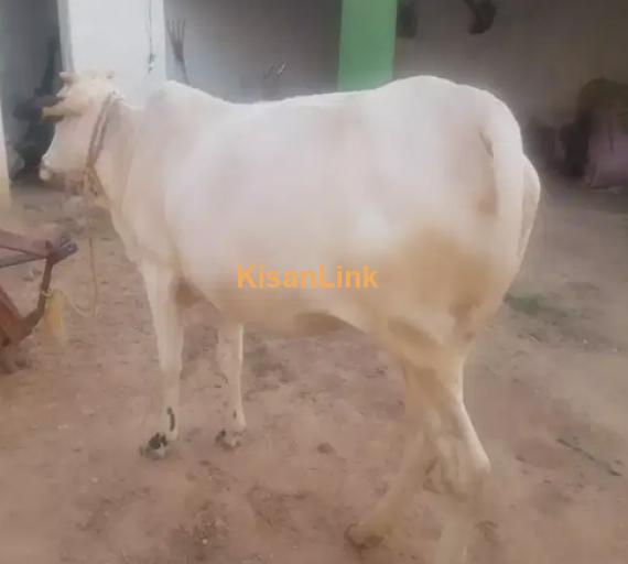 Cow For Sale