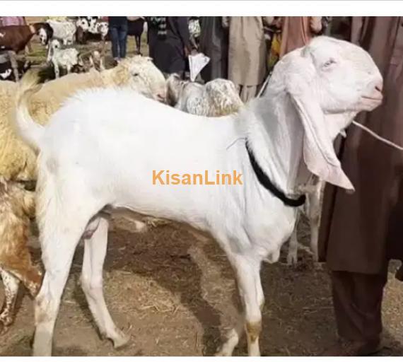 Goat for Sale