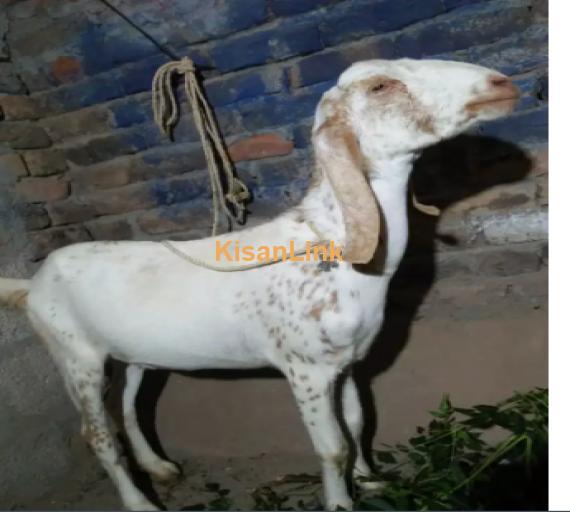 Goat for Sale