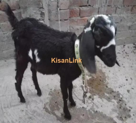 Goat for Sale