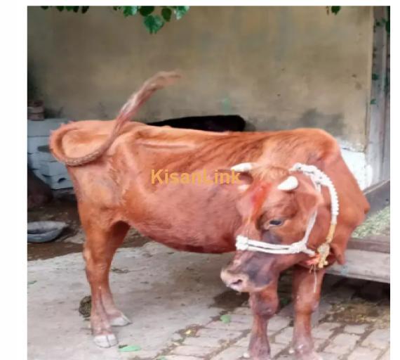 Cow For Sale