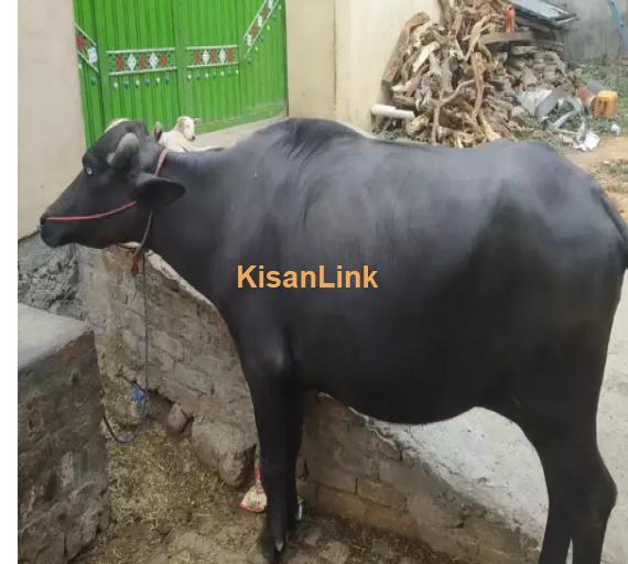 Cow For Sale