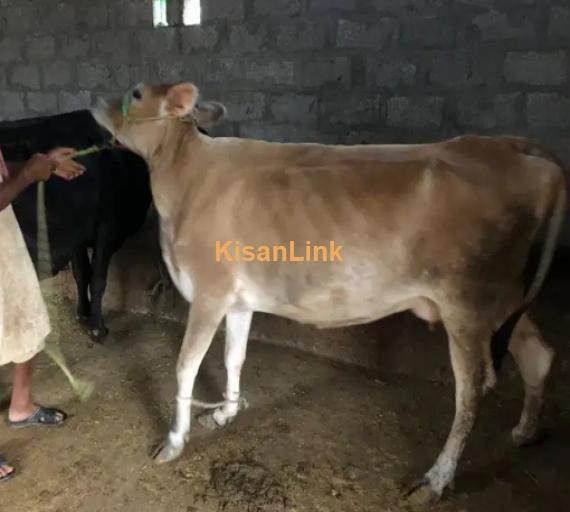 Cow For Sale