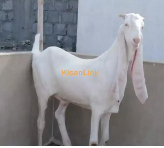 Goat for Sale