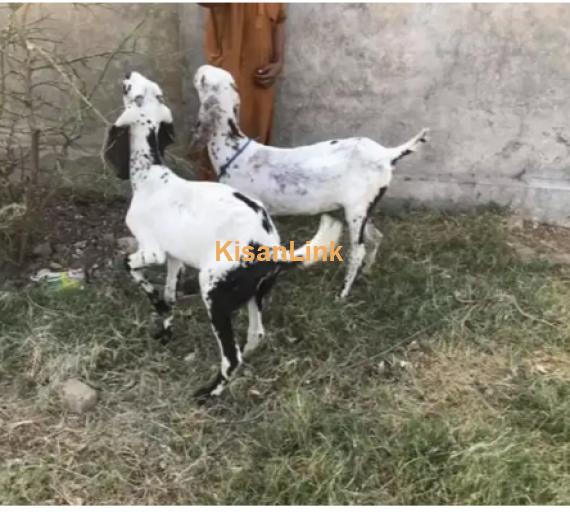 Goat for Sale