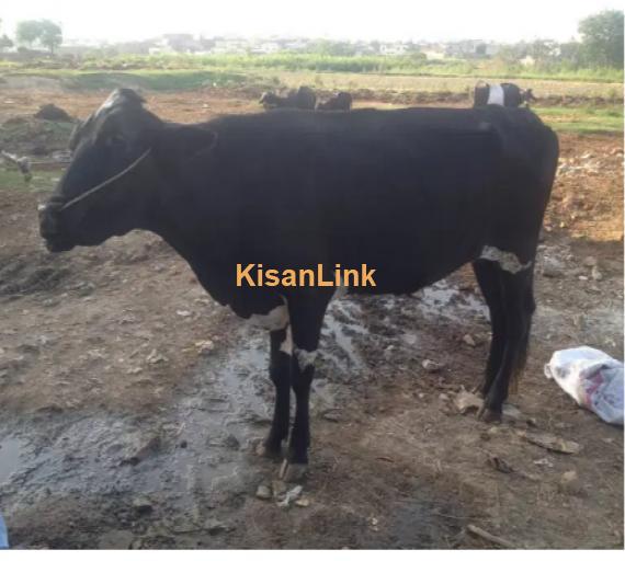 Cow For Sale