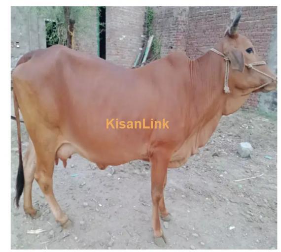 Cow For Sale