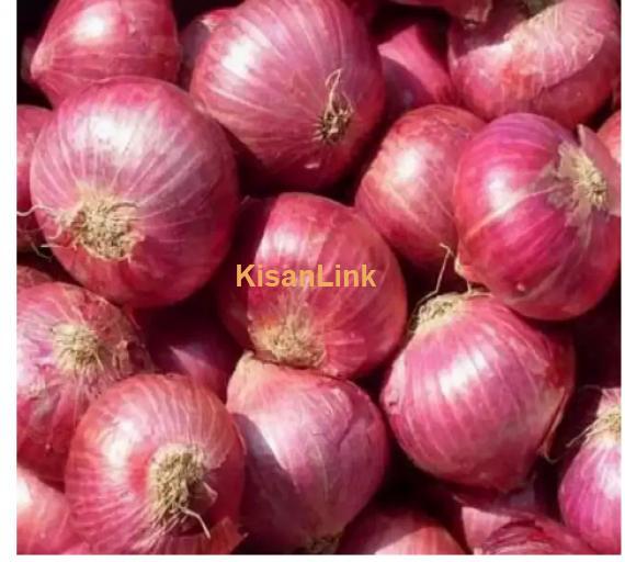 Onion For Sale