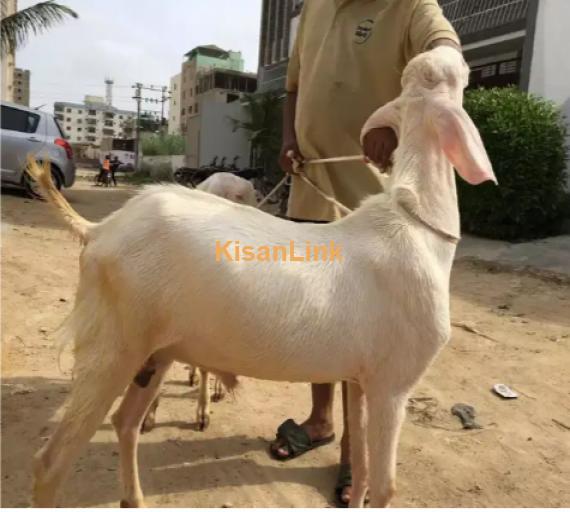 Goat for Sale