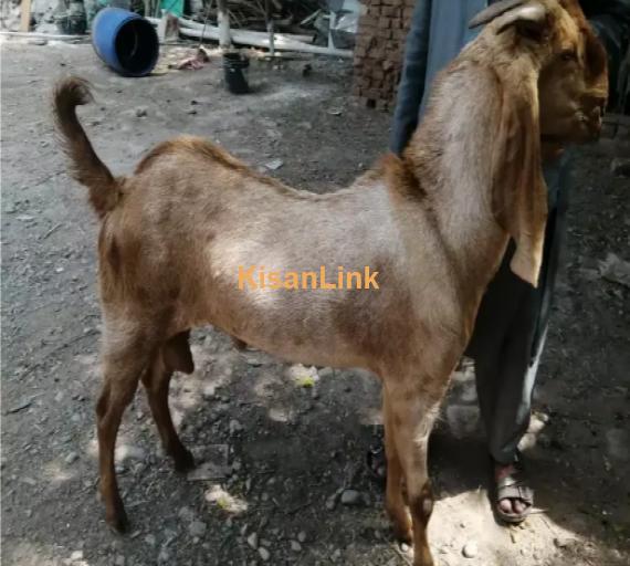 Goat for Sale