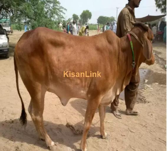 Cow For Sale