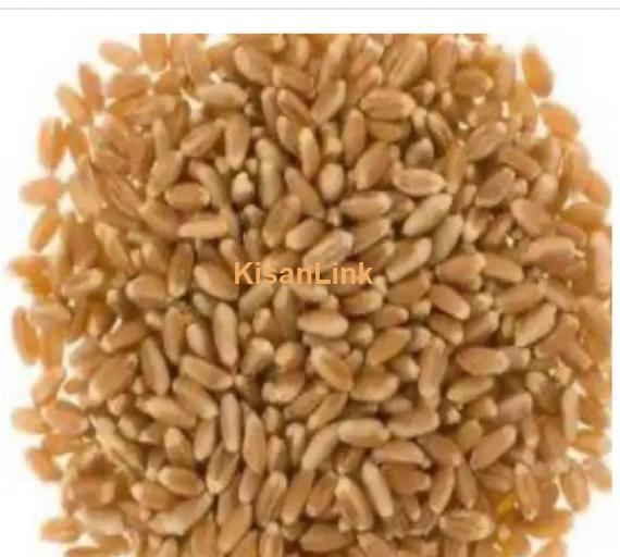 Wheat Dasi