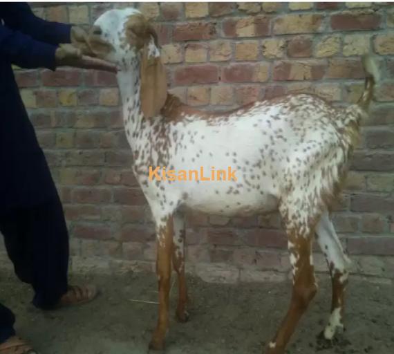 Goat for Sale