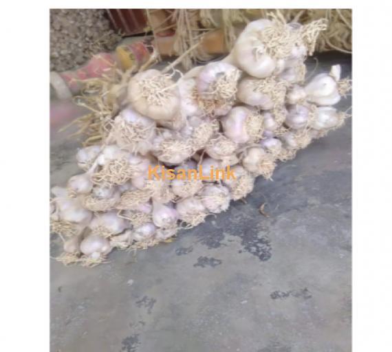Garlic For Sale