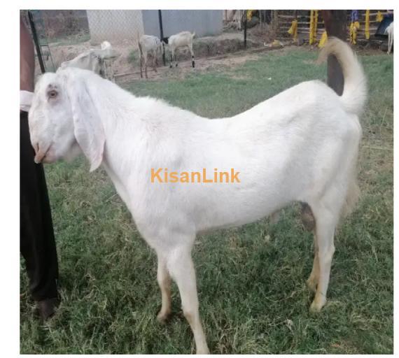 Goat for Sale