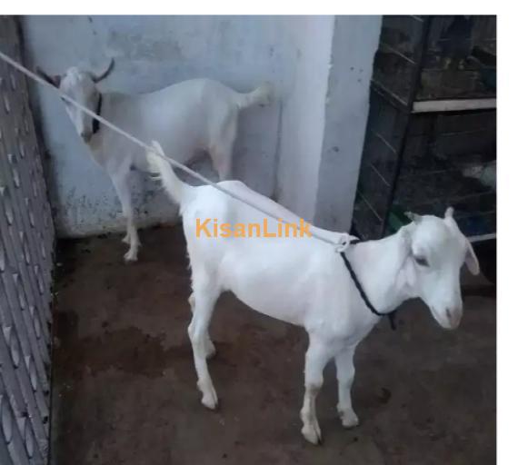 Goat for Sale