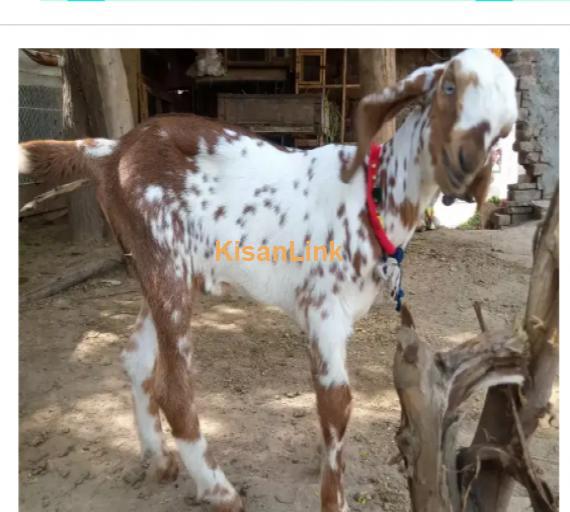 Goat for Sale