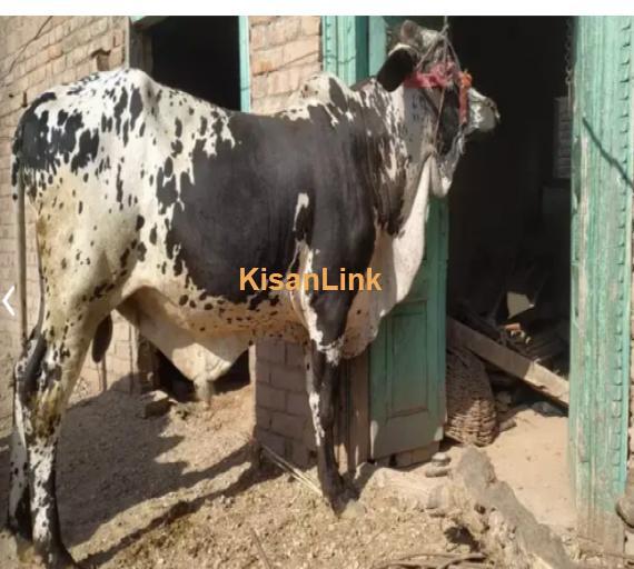 Cow For Sale