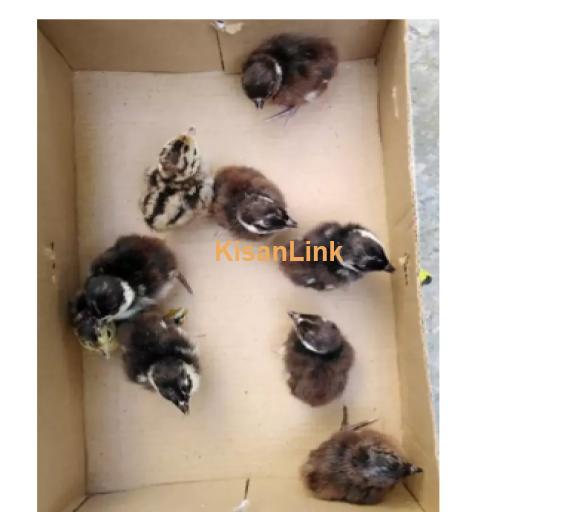surkhabin imported green breed chicks