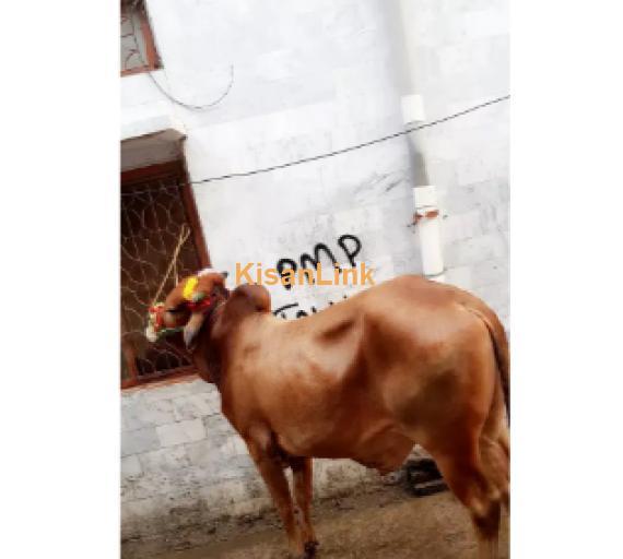 Cow For Sale