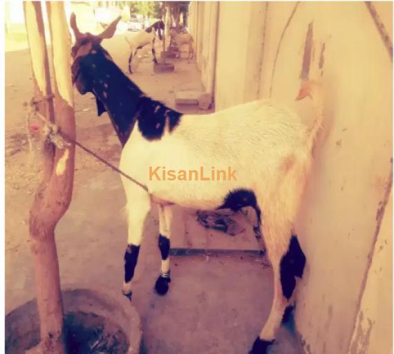 Goat for Sale