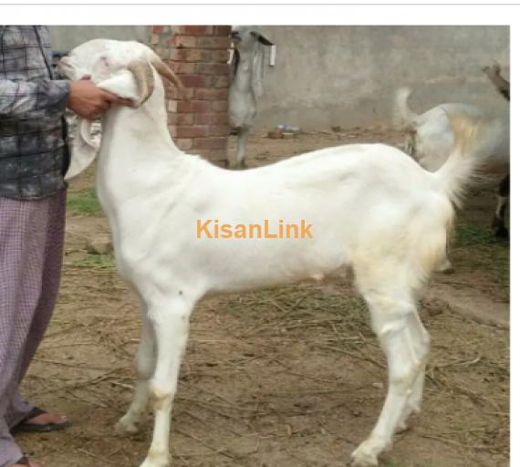 Goat for Sale