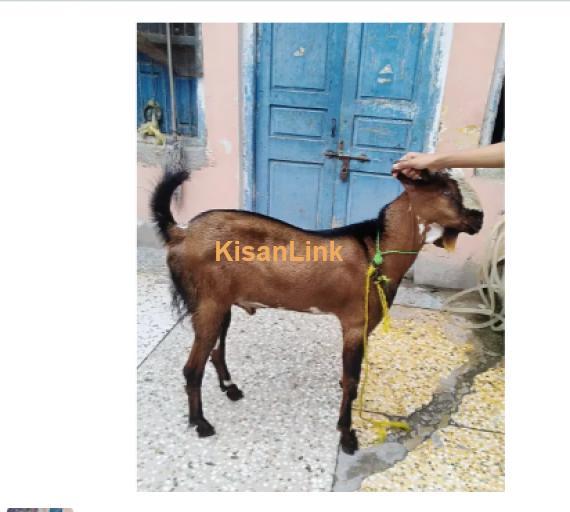 Goat for Sale