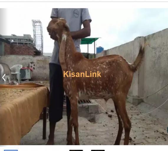 Goat for Sale